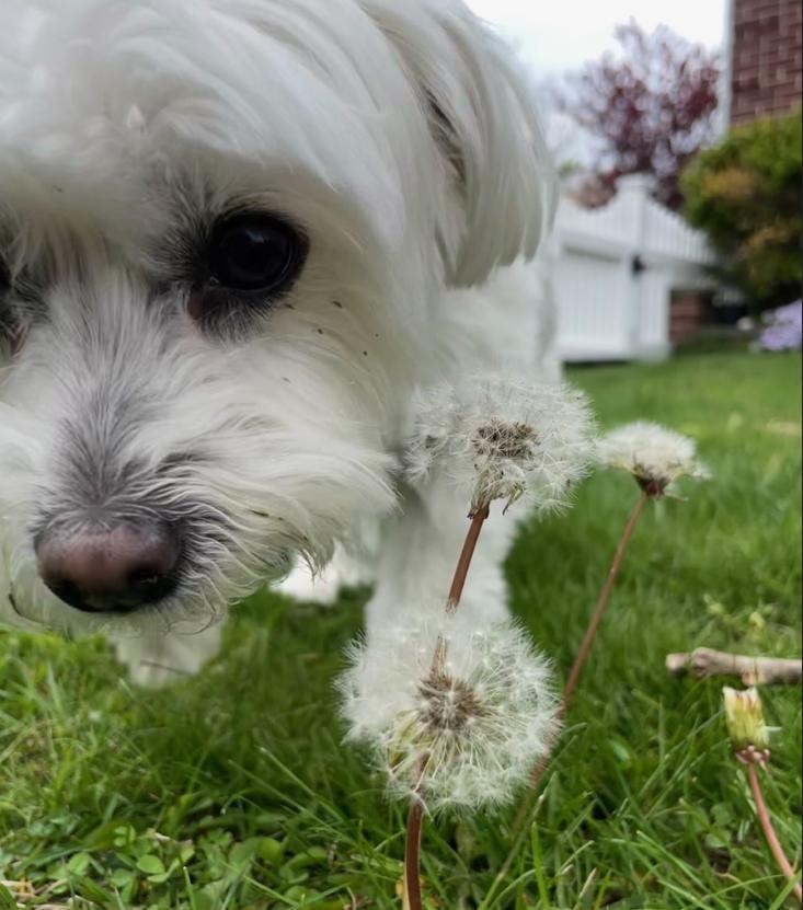 Zoe in dandelions